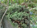 DSC_3117-r51.jpg