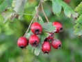 DSC_3119-r51.jpg