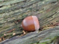DSC_3121-r51.jpg