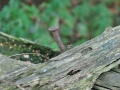 DSC_3122-r51.jpg