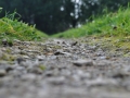 DSC_3124-r51.jpg