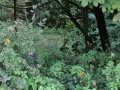 DSC_3125-r51.jpg