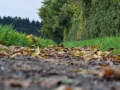 DSC_3126-r51.jpg