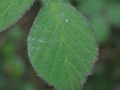 DSC_3127-r51.jpg