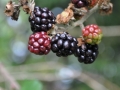 DSC_3128-r51.jpg