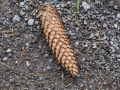 DSC_3129-r51.jpg