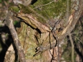 DSC_3485-r51.jpg