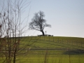 DSC_3487-r51.jpg