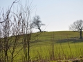 DSC_3490-r51.jpg