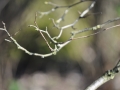 DSC_3493-r51.jpg