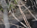 DSC_3494-r51.jpg