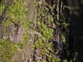 DSC_3500-r51.jpg