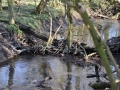 DSC_3502-r51.jpg