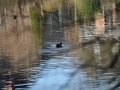 DSC_3508-r51.jpg