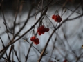 DSC_3509-r51.jpg