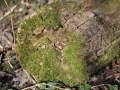 DSC_3518-r51.jpg