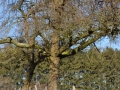 DSC_3534-r51.jpg