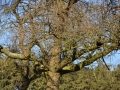 DSC_3535-r51.jpg