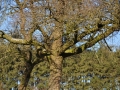 DSC_3536-r51.jpg