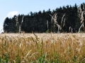 DSC_6475-r51.jpg