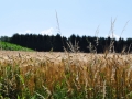 DSC_6476-r51.jpg